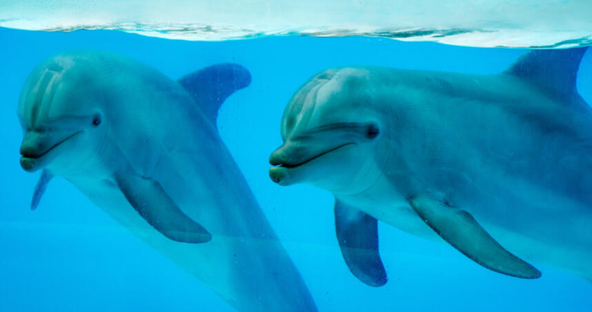 swim with dolphins