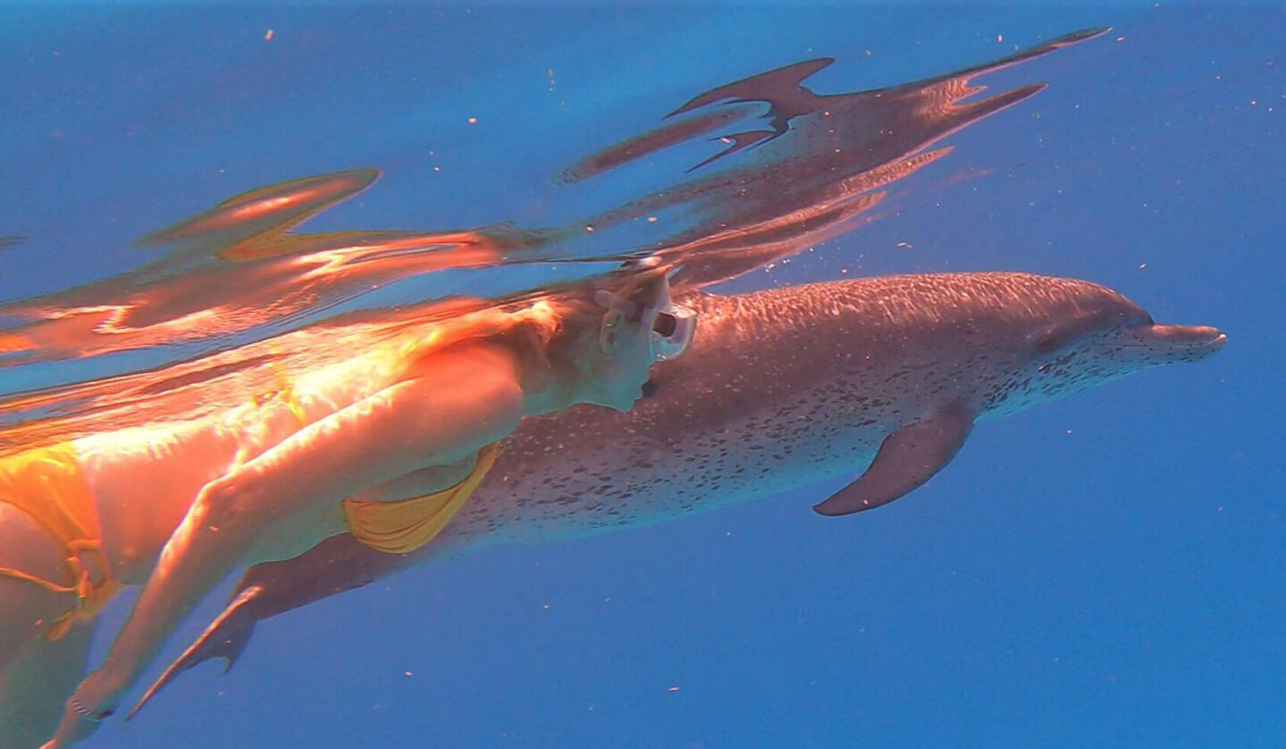 dolphin magic retreat