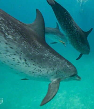 dolphin retreat swim with dolphins soul magic retreat